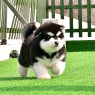 Pure Breed Alaska Puppies Giant Alaska Dogs Peach Face Alaska Sleigh Dogs Gray Red Alaska