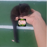 Musang Lombok Beby