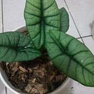 New Tanaman Hias Alocasia Bisma Indukan Termurah