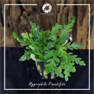 🔥Hygrophila Pinnadifida🔥 ( Aquarium / Aquascape Plant / Low Tech Plant / Paludarium / Vivarium )