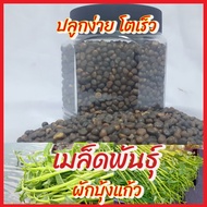 เมล็ดพันธุ์ ผักบุ้งแก้ว 3000-3500 เมล็ด ผักบุ้งแก้ว (Thai Water Spinach Seeds) เมล็ดผักบุ้งไทย ผักบุ