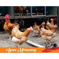 - Telur Fertil Ayam Merawang Ayam Pedaging Dan Petelur Untuk Di