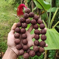 tasbih 33 rudraksha jenitri besar 20 mm _23 mm