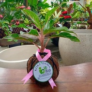 NEW Tanaman hias di dalam ruangan KOKEDAMA Aglaonema butterfly