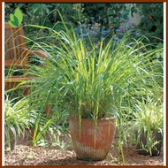 ❖  ⏖ lemon grass plant seeds