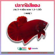 🔥 สินค้าใหม่ 🔥 ปลากัดสวยงาม เลือกสีได้ คัดเกรดอย่างดี เพศผู้ 💚 เลี้ยงง่าย ไม่ต้องใช้อ็อกซิเจน