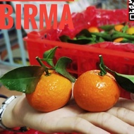 PROMO !!! NEW !!! buah jeruk kecil Santang madu birma manis imlek sincia shantang Ready Kak