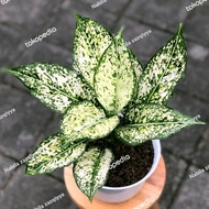 tanaman hias aglonema/aglonema/aglonema snow white