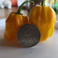 Habanero Giant Yellow seeds x 10