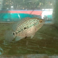 ikan hias bibit louhan