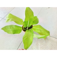 philodendron lemon n lime /malay gold