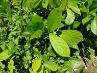MM- Derris elliptica sapling / Anak Pokok Akar Tuba Anak Pokok Tanaman Benih Garden Seed Seeds