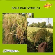 PROMO TERBATAS Benih Padi Sertani 14 Bibit padi unggul (5kg)