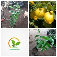 bibit pohon jeruk lemon california / pohon jeruk lemon import