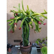 Keratan Pokok Naga Merah - Red Pitaya Dragon Fruit cutting -红火龙果