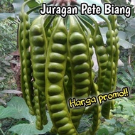 PETE SEGAR SUPERAN HARGA PER 10 LONJOR - JURAGAN PETE BIANG - PETE TUA SUPER - PETE SEGAR BERKUALITA