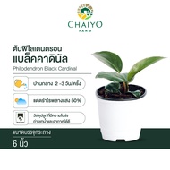 ฟิโลเดนดรอน แบล็คคาดินัล Philodendron Black Cardinal กุมารดำเรียกทรัพย์ กระถาง 4 นิ้ว