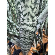 Sansevieria Trifasciata（Snake Plant）Lidah Buaya Daun Hijau Outdoor Plant Indoor Plant Size Bag 9x9 B