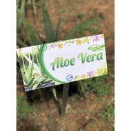 Aloe Vera Garden Plant Signage