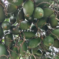 Air Transport/Pack Tender Hainan Fresh Fresh Raw Betel Nut Leaf Top Shell Powder Premium Green Fruit