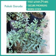 PBN - pokok garuda - pokok bunga nursery inggu ruta graveolens daun busuk penghalau nyamuk outdoor real live plant herbs