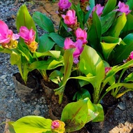 POKOK BUNGA TULIP SIAM (THAILAND)