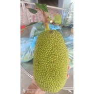 4ky young jackfruit.