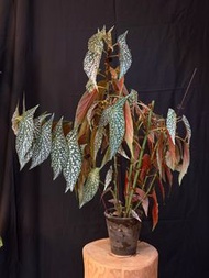 【室內植物】白冰秋海棠 Begonia White Ice