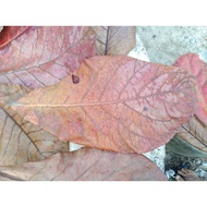 💥💥 DAUN KETAPANG UNTUK IKAN LAGA GAPPY 20 HELAI