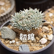 韧锦/Anacampseros alstonii/回欢草科/回欢草属/南非/纳米比亚