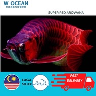 LIVE FISH Super Red Arowana