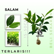 Promotion!! Bay Leaf Plant 15-50CM GUARANTEED (LEAVES FOR COOKING) / Bay Leaf Plant