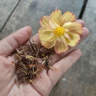 25pcs Biji Benih Bunga Kosmos Dwicolor Cosmos Flower Seed / Cosmos Sulphureus / Sulfur Cosmos