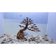 Bonsai Aquascape D'02