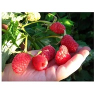 Bush Red Raspberry macrocarpa "ABUNDANCE seed