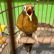 Burung wambi betina siapan rajin bunyi