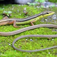 GRASS LIZARD~KADAL RUMPUT/ORONG-ORONG Kadal Ekor Panjang /1ekor