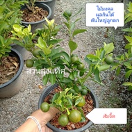 ส้ม ส้มจี๊ด calamansi ต้นส้ม ต้นส้มจี๊ด ต้นไม้มงคล ส่งทั้งกระถาง สวนลุงแท็ค