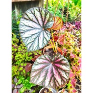 Begonia Candy Stripe/Hybrid Begonia(BIBIT)