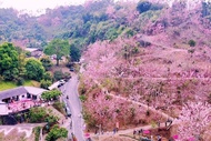 【春の饗宴】絕美紫色浪漫藍花楹隧道、粉嫩花旗木秘境、來吉部落兆品二日遊