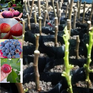 Fig JUMBO Taiwan Golden Fig FRESHLY CUT 16cm ++ Keratan Pokok Tin/Fig Cuttings Ready Stock