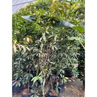 Phaleria Macrocarpa (God’s Crown) 1.5m-1.8m height live tree free 0.5kg fertiliser and 3kg soil