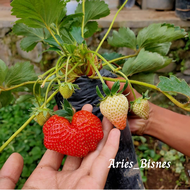 BIBIT STRAWBERRY JUMBO SUPER MANIS // BIBIT TANAMAN BUAH STRAWBERRY JUMBO