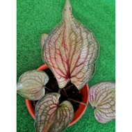 CALADIUM SIAM (MOON MIX WHITE)