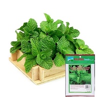 Phu Nong Basil Seeds - Basil - Basil) - 0.2g Package - VTNN Nong Dien Trang