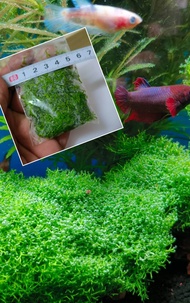 Aquatic plant Emerged plant Riccia sp.Dwarf Aquarium plant