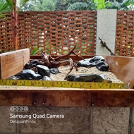 Hakkai stone and driftwood for aquarium decoration shallow tank Length 35 cm