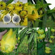 กิ่งพันธุ์แก้วมังกรอิสราเอล Yellow Dragon fruit from Israel ขึ้นชื่อว่าเป็นแก้วมังกรที่อร่อยที่สุดในโลก