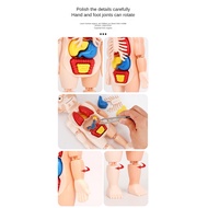 Human Body Model Educational Toys Human Body Organ Teaching Aids