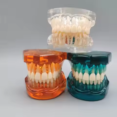 Dental Teaching Model Ortho Metal/Ceramic With/Without Bracket Dentistry Accessories Orthodontics Fa